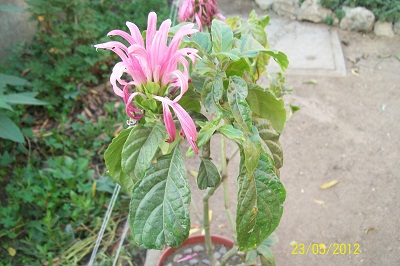 [Foto de planta, jardin, jardineria]