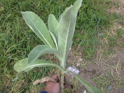 [Foto de planta, jardin, jardineria]