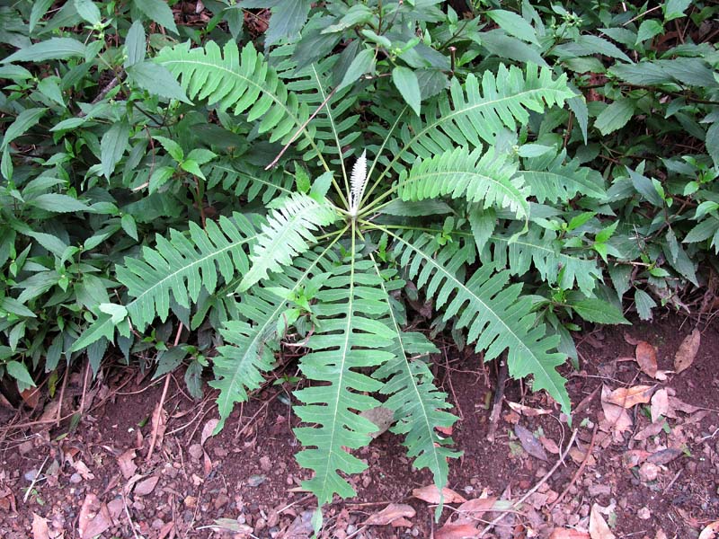 [Foto de planta, jardin, jardineria]