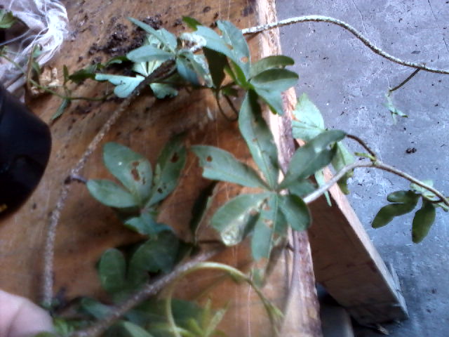 [Foto de planta, jardin, jardineria]