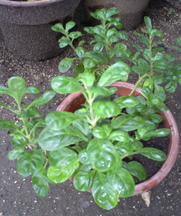 [Foto de planta, jardin, jardineria]