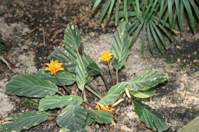 [Foto de planta, jardin, jardineria]