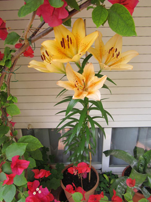 [Foto de planta, jardin, jardineria]