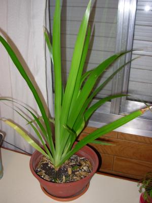 [Foto de planta, jardin, jardineria]