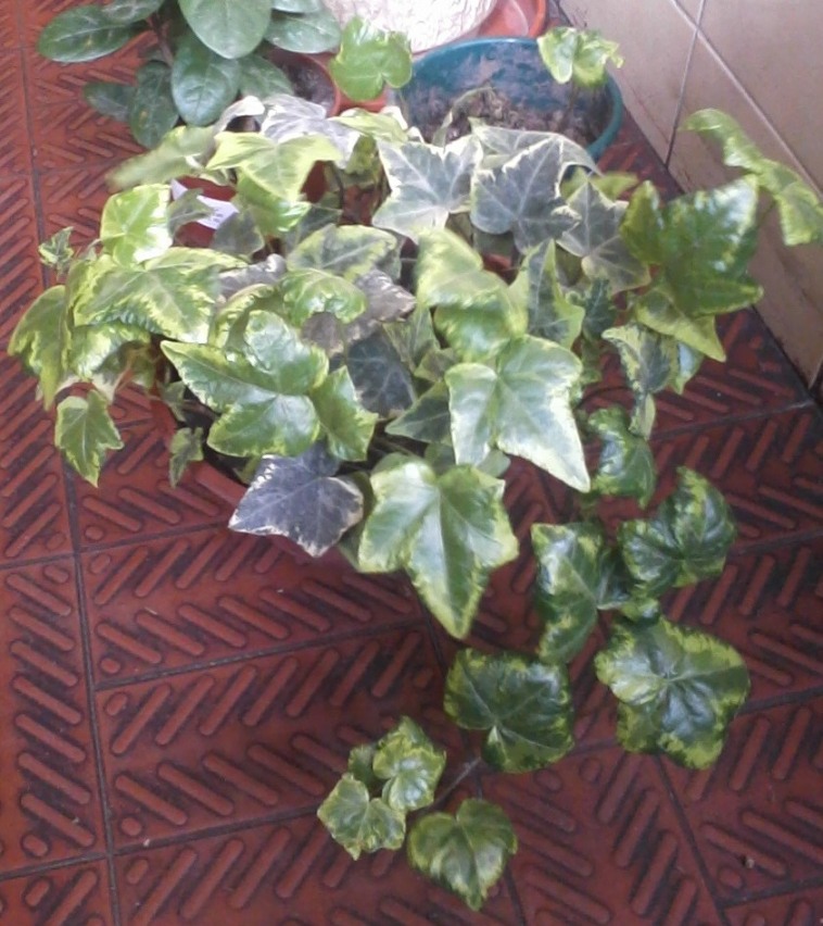 [Foto de planta, jardin, jardineria]