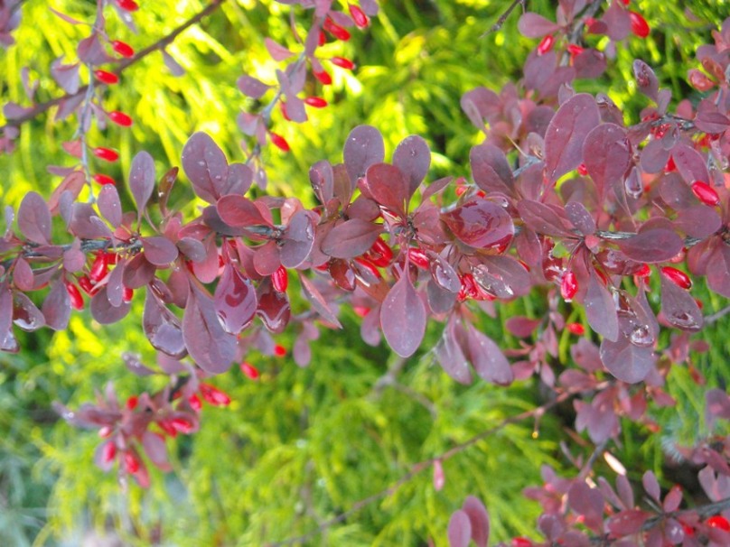 [Foto de planta, jardin, jardineria]