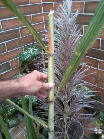 [Foto de planta, jardin, jardineria]