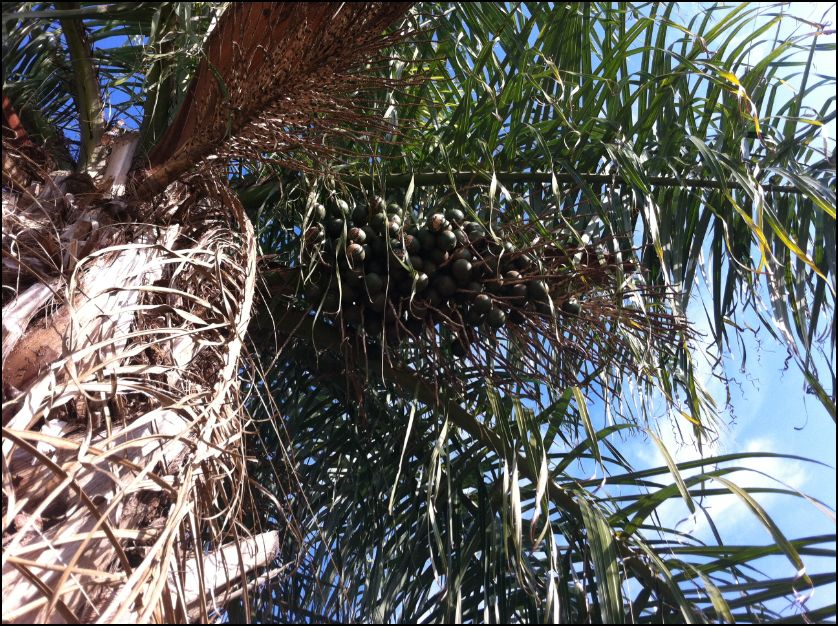 [Foto de planta, jardin, jardineria]