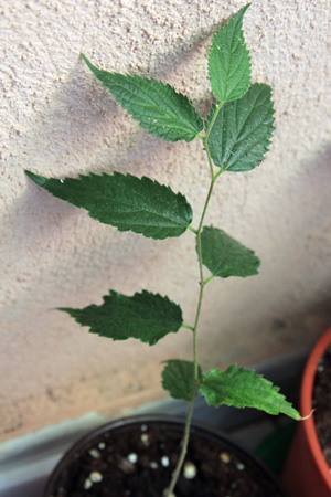 [Foto de planta, jardin, jardineria]