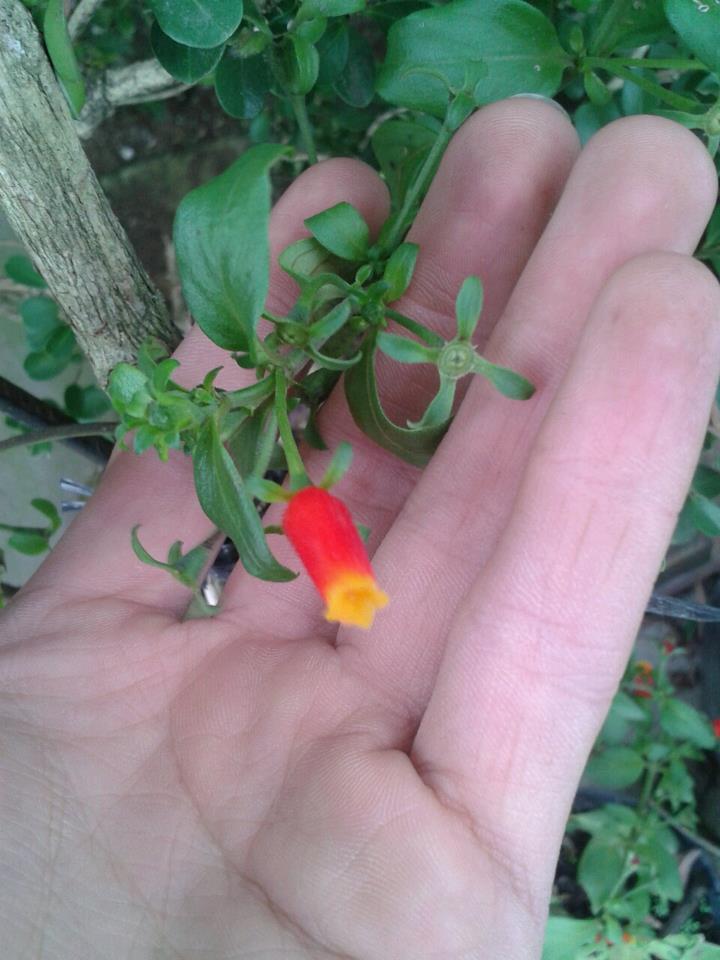 [Foto de planta, jardin, jardineria]