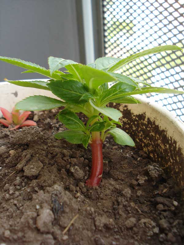 [Foto de planta, jardin, jardineria]