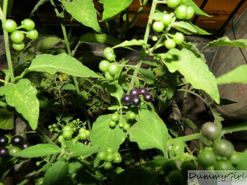 [Foto de planta, jardin, jardineria]