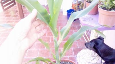 [Foto de planta, jardin, jardineria]