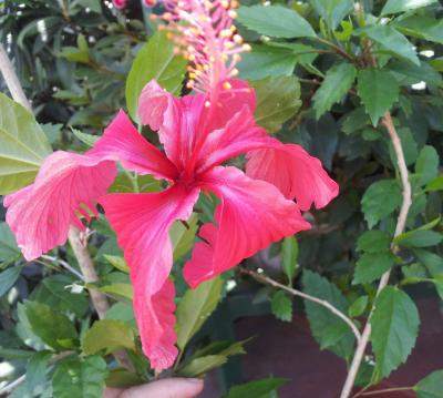 [Foto de planta, jardin, jardineria]