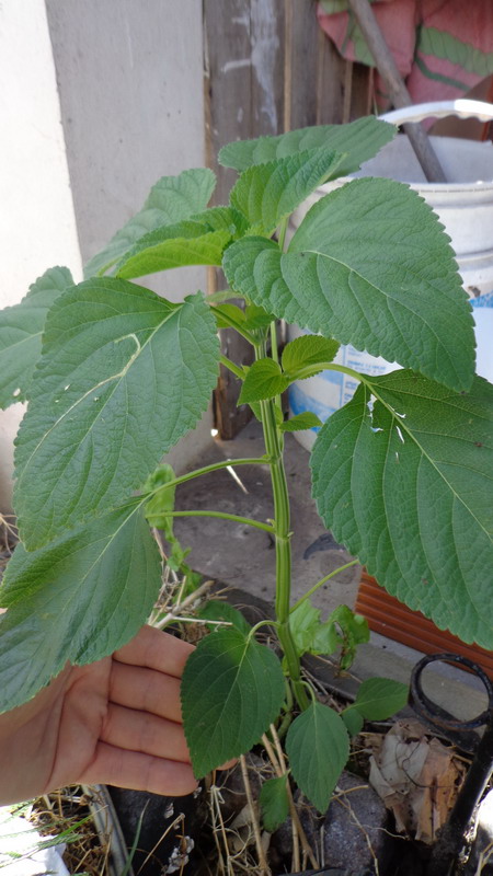 [Foto de planta, jardin, jardineria]