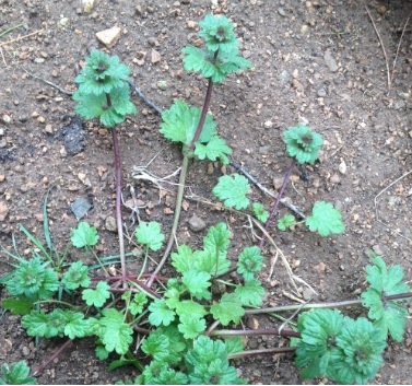 [Foto de planta, jardin, jardineria]