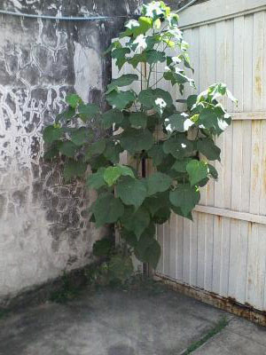 [Foto de planta, jardin, jardineria]