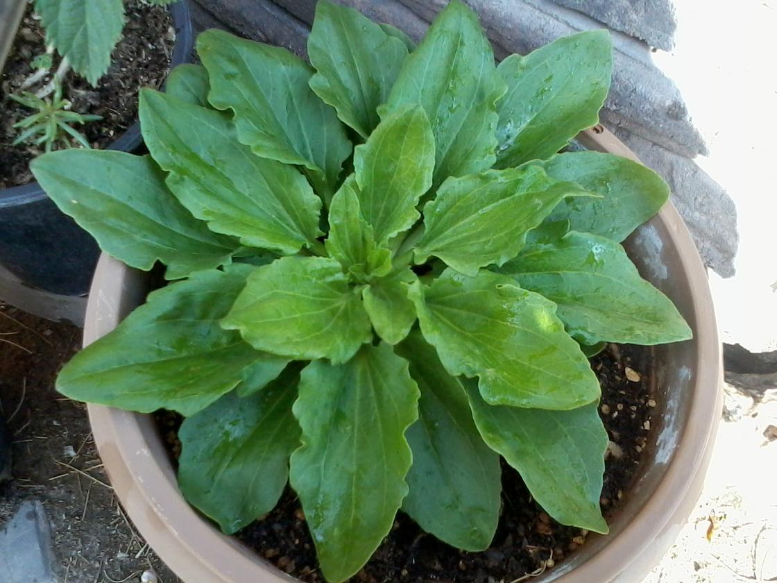 [Foto de planta, jardin, jardineria]