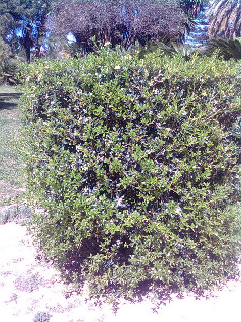 [Foto de planta, jardin, jardineria]