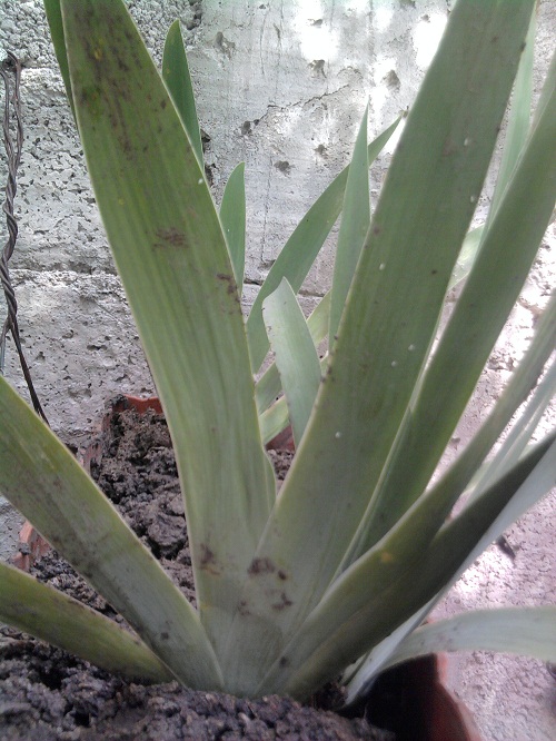 [Foto de planta, jardin, jardineria]