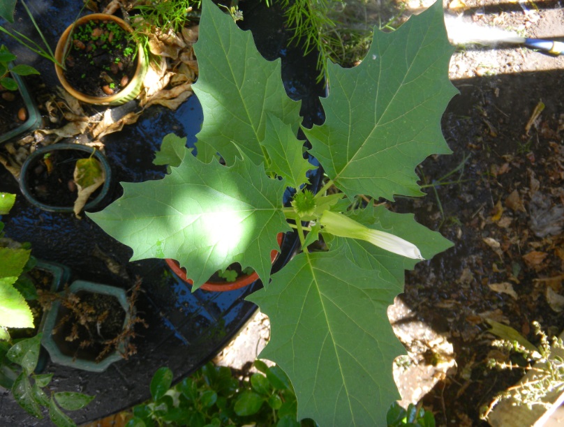 [Foto de planta, jardin, jardineria]