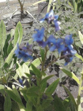 [Foto de planta, jardin, jardineria]