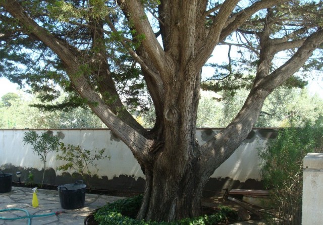 [Foto de planta, jardin, jardineria]