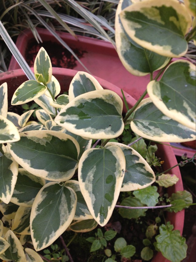 [Foto de planta, jardin, jardineria]