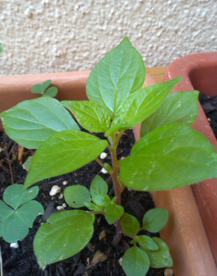 [Foto de planta, jardin, jardineria]