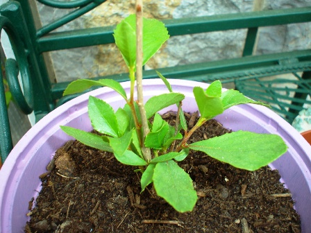 [Foto de planta, jardin, jardineria]