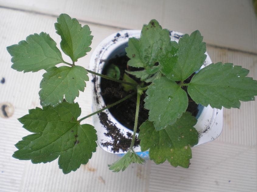 [Foto de planta, jardin, jardineria]