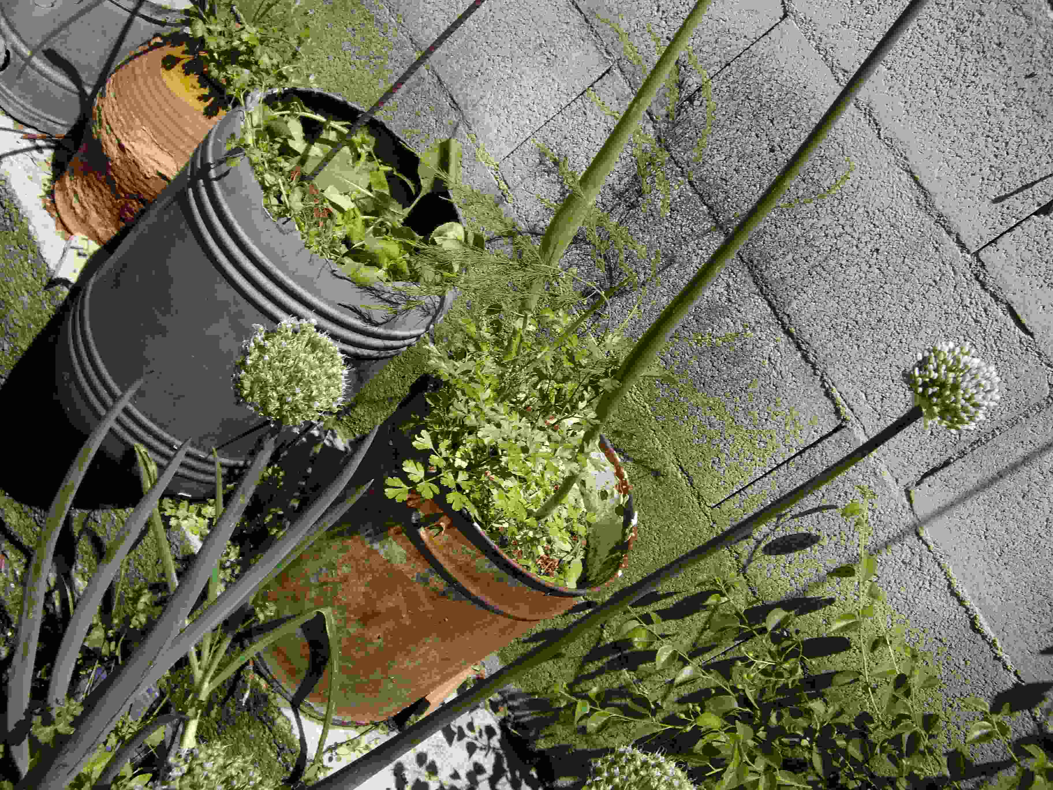 [Foto de planta, jardin, jardineria]
