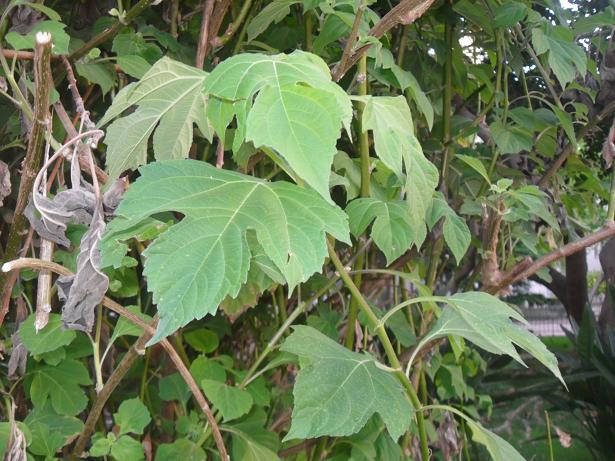 [Foto de planta, jardin, jardineria]