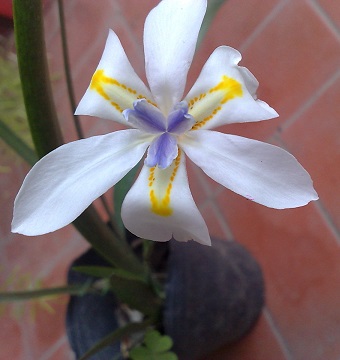 [Foto de planta, jardin, jardineria]