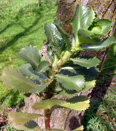 [Foto de planta, jardin, jardineria]