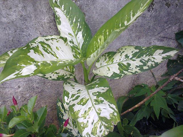 [Foto de planta, jardin, jardineria]