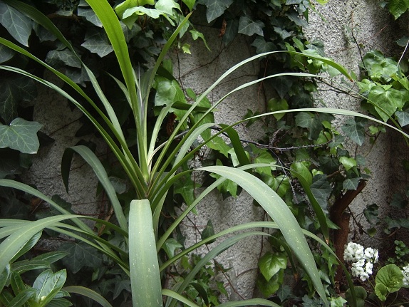 [Foto de planta, jardin, jardineria]