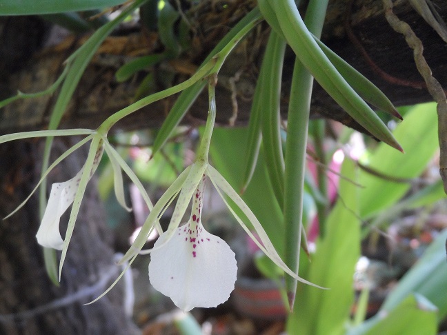 [Foto de planta, jardin, jardineria]