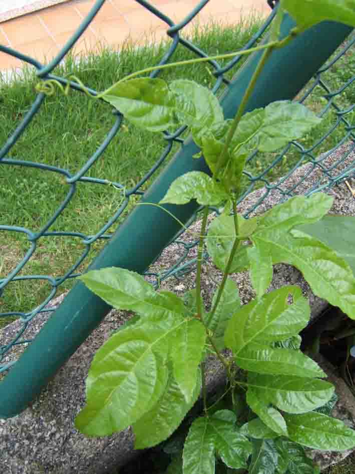 [Foto de planta, jardin, jardineria]