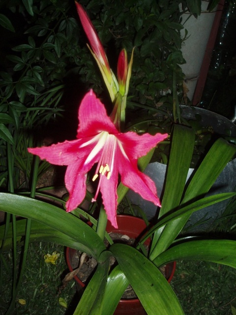 [Foto de planta, jardin, jardineria]
