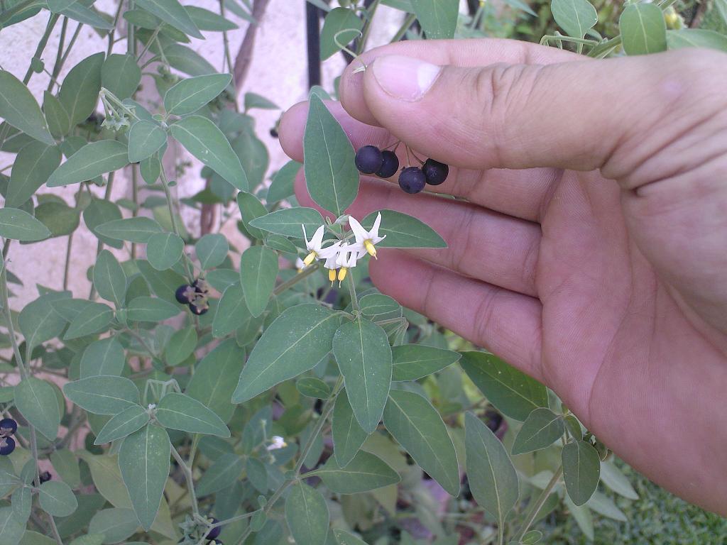 [Foto de planta, jardin, jardineria]