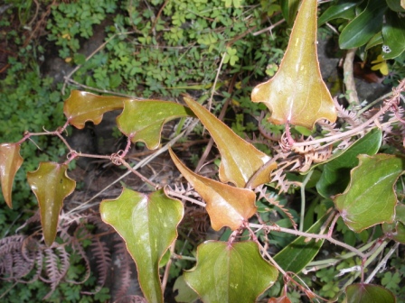 [Foto de planta, jardin, jardineria]