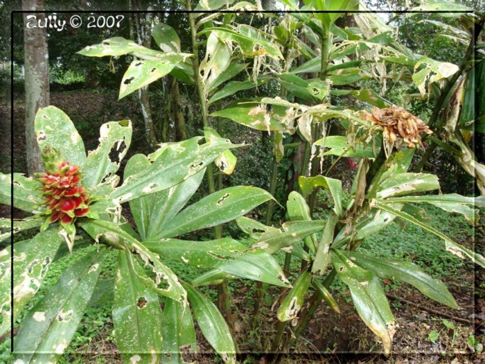 [Foto de planta, jardin, jardineria]