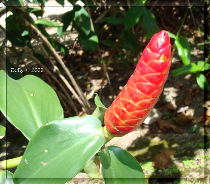 [Foto de planta, jardin, jardineria]