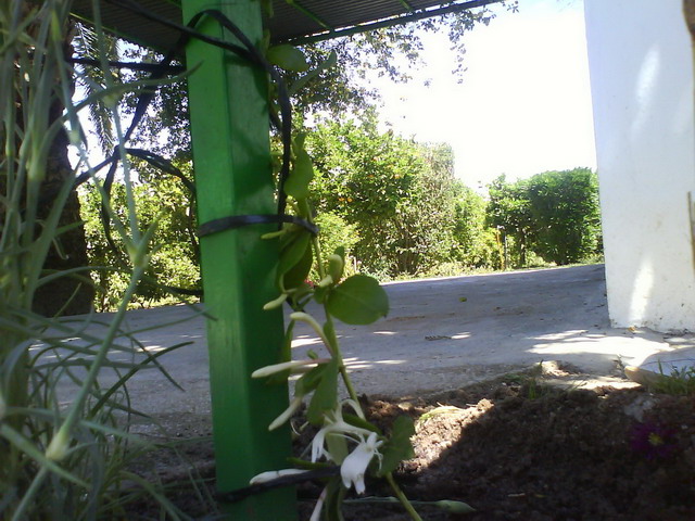 [Foto de planta, jardin, jardineria]