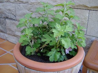 [Foto de planta, jardin, jardineria]
