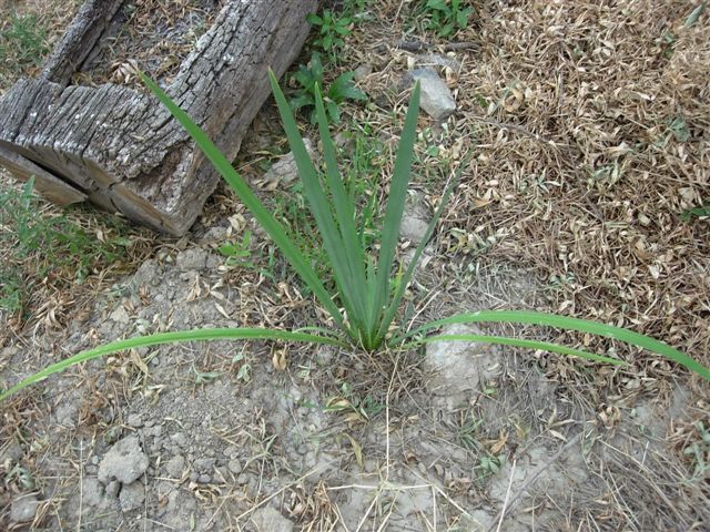 [Foto de planta, jardin, jardineria]