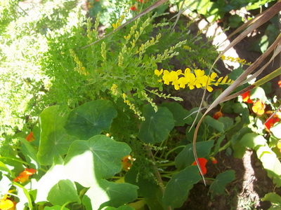 [Foto de planta, jardin, jardineria]