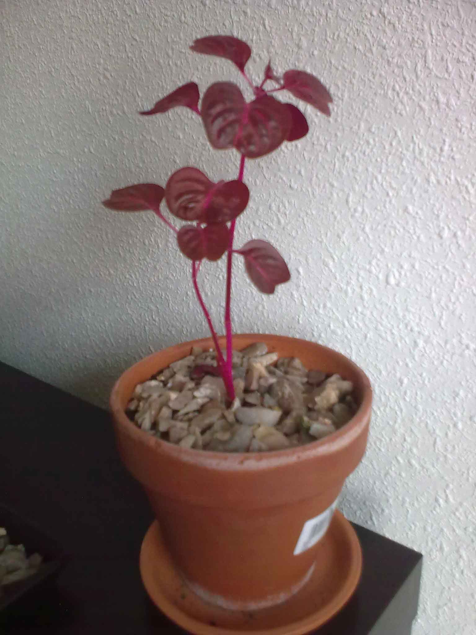 [Foto de planta, jardin, jardineria]