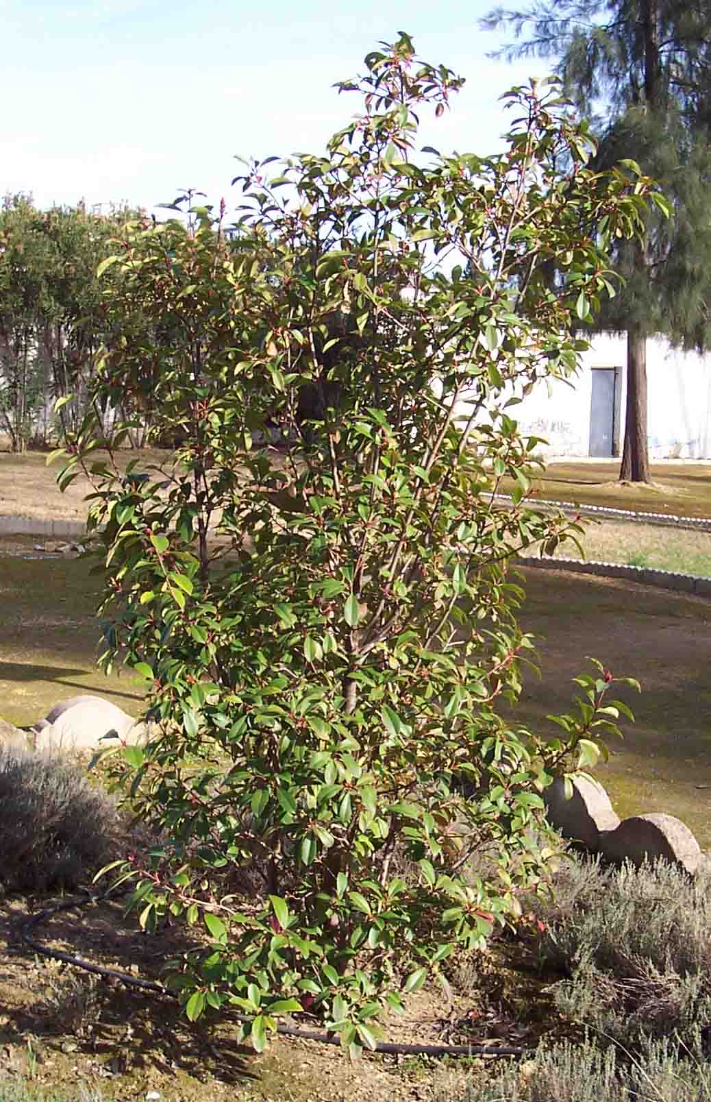 [Foto de planta, jardin, jardineria]